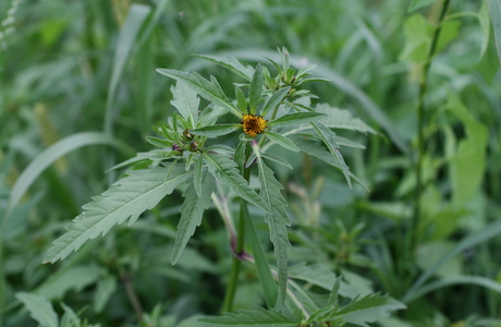 Dreiteiliger Zweizahn (Bidens tripartitus) - © Emanuel Trummer